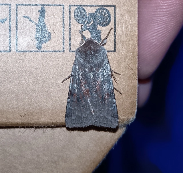 Cerastis rubricosa - vörhenyes tavaszibagoly