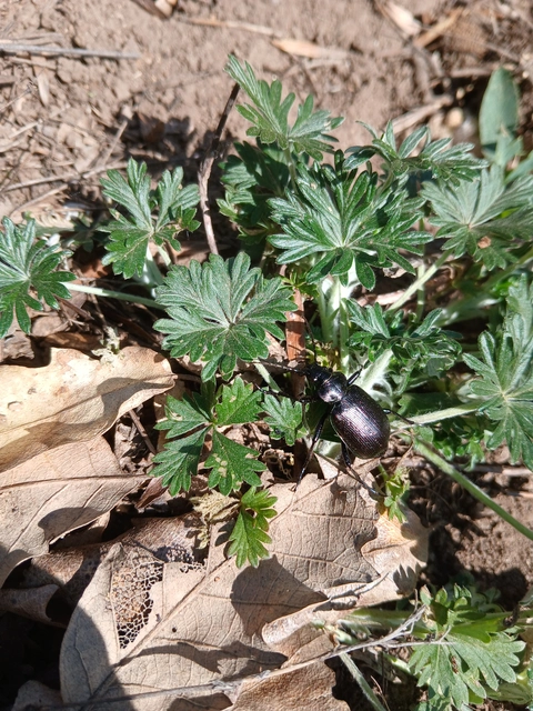 Calosoma inquisitor - kis bábrabló