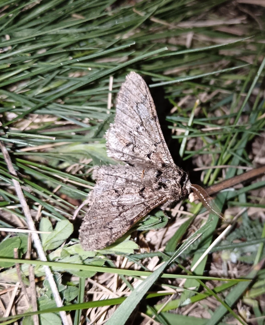 Biston strataria - barnapettyes araszoló