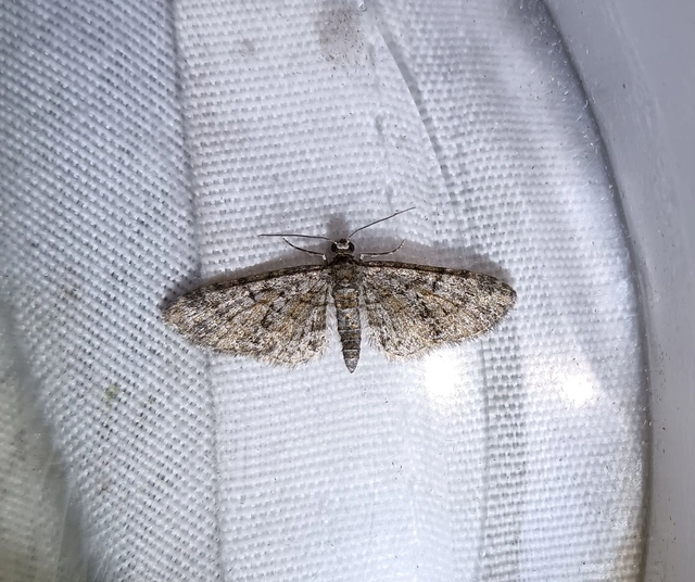 Eupithecia dodoneata - tölgy-törpearaszoló