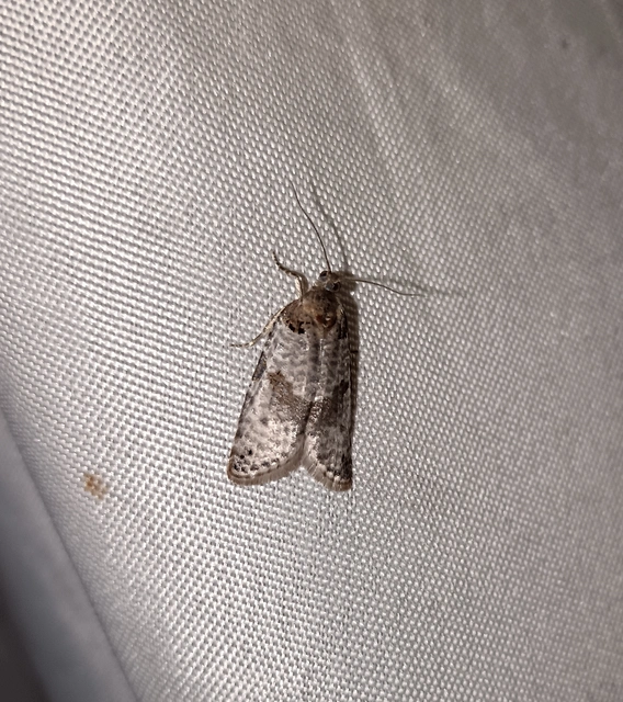 Pseudeulia asinana - korai sodrómoly