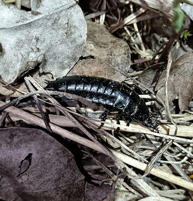 Carabus Carabus