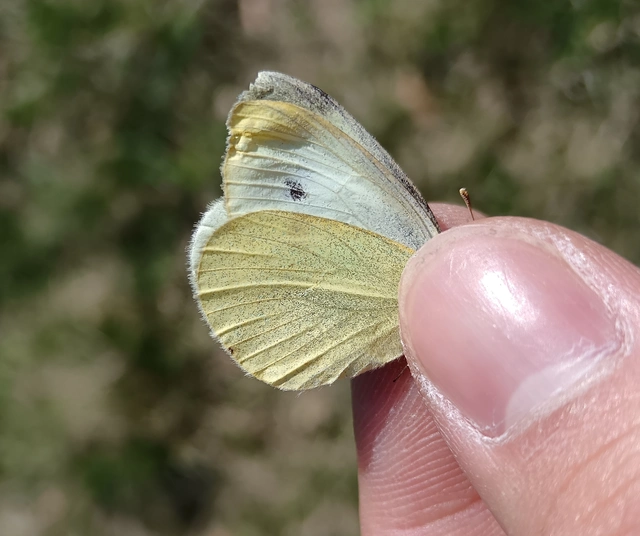 Pieris rapae - répalepke