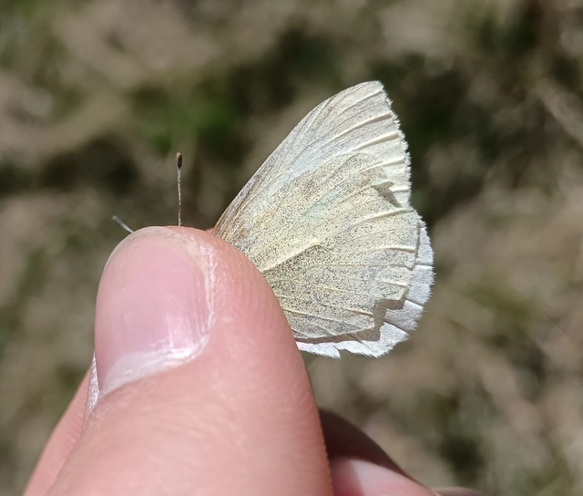 Pieris rapae - répalepke