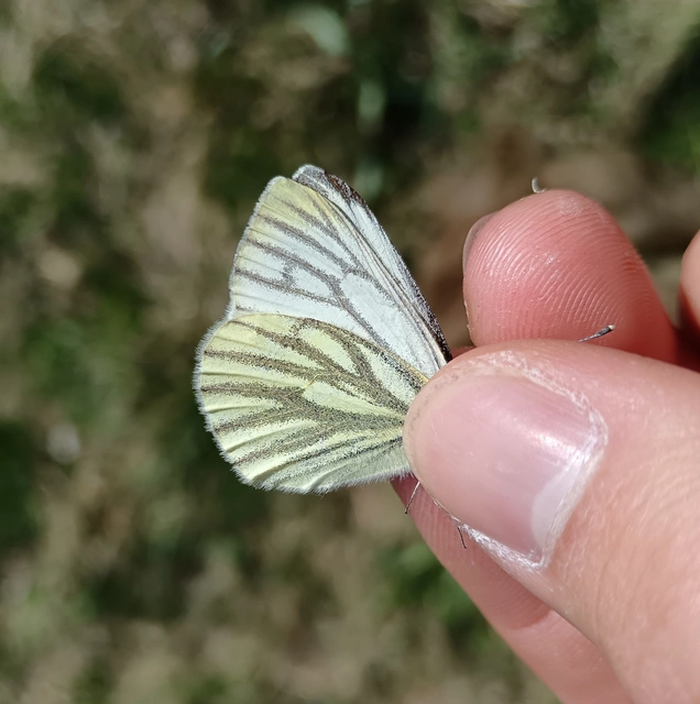 Pieris napi - repcelepke