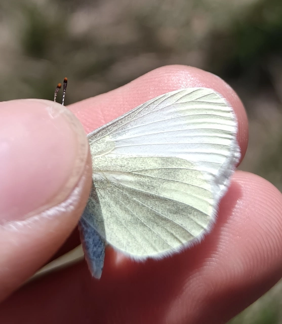Leptidea sinapis/juvernica
