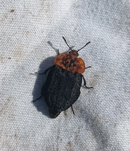 Oiceoptoma thoracicum - vörösnyakú dögbogár