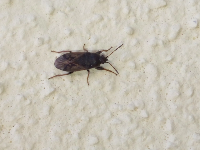 Megalonotus