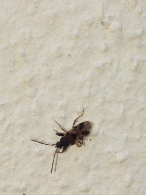 Scolopostethus Scolopostethus