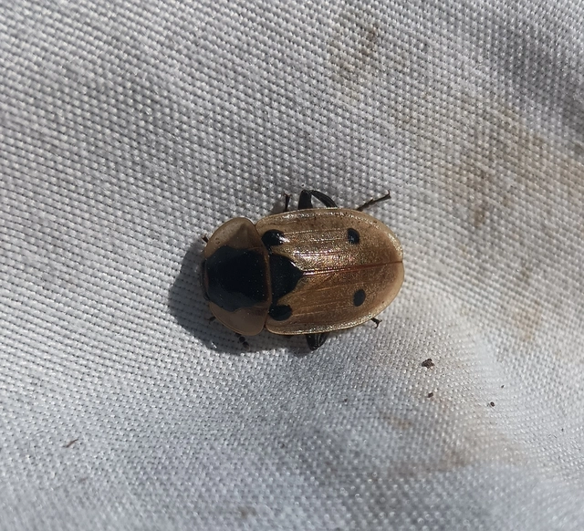 Dendroxena quadrimaculata - négypettyes dögbogár