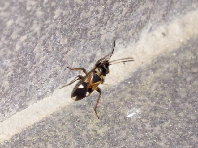 Raglius alboacuminatus - tarka díszesbodobács