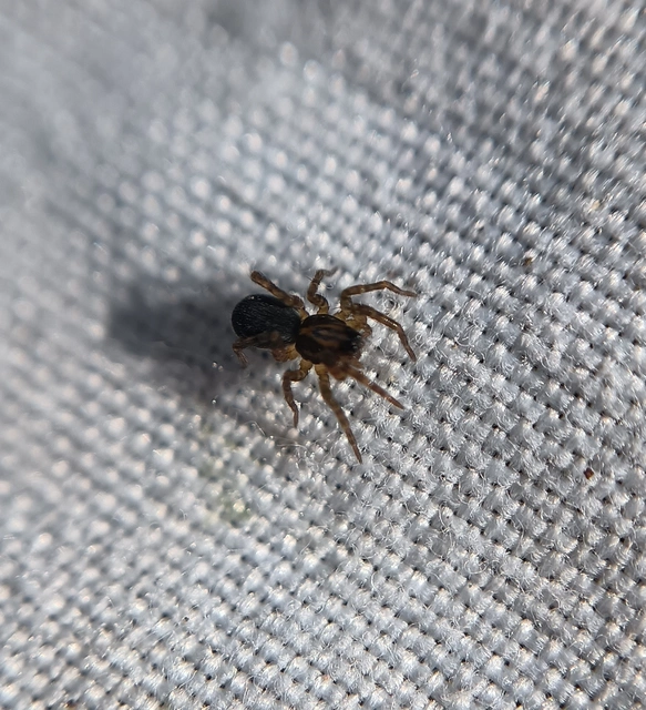 Lycosidae - farkaspókok
