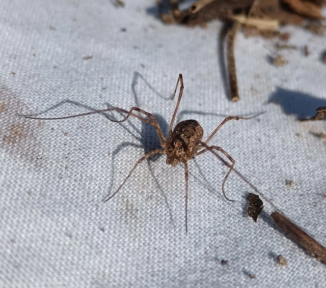 Opiliones - Kaszáspókok