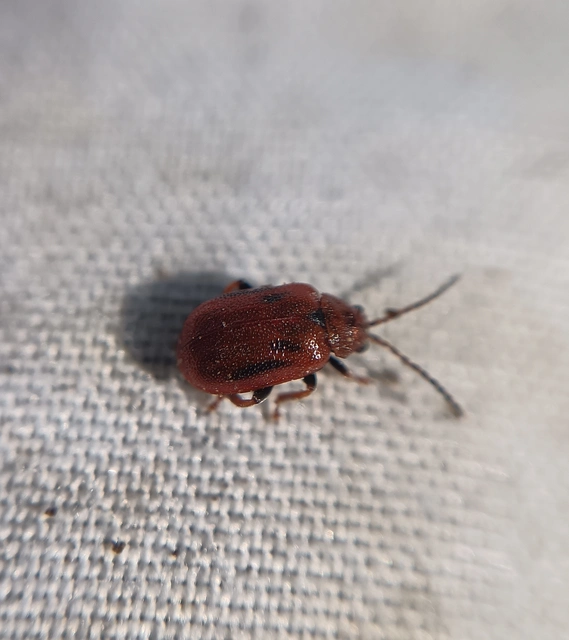 Lochmaea crataegi - galagonya-olajosbogár