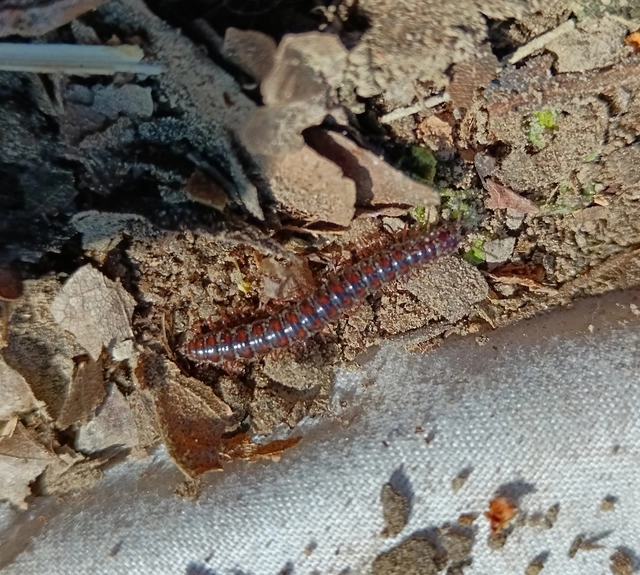 Diplopoda - Ikerszelvényesek