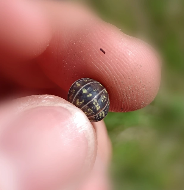 Isopoda - Ászkarákok