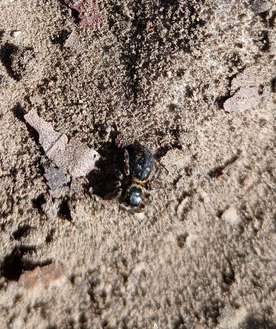 Carrhotus xanthogramma - rozsdás ugrópók