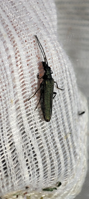 Oedemera