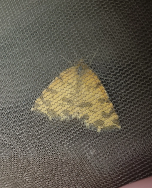 Pseudopanthera macularia - párducfoltos araszoló