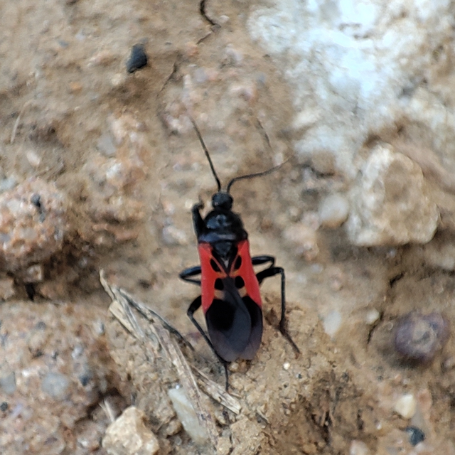 Peirates hybridus - foltos rablópoloska