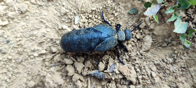 Meloe cicatricosus - óriásnünüke