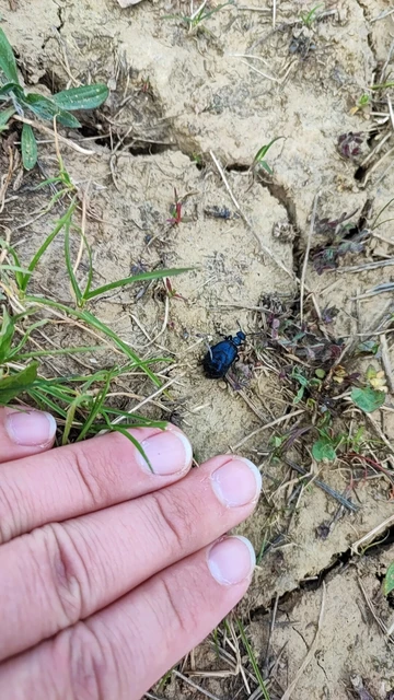 Meloe proscarabaeus - közönséges nünüke