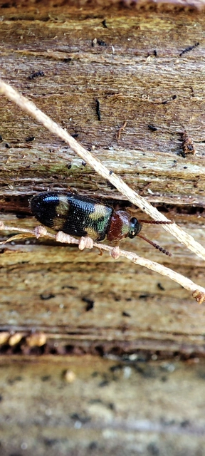 Mycetophagus fulvicollis - sárganyakú gombabogár