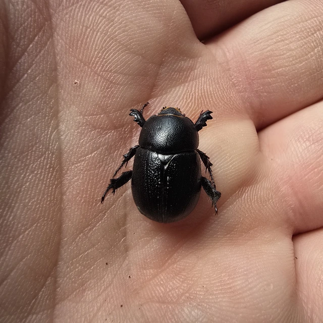 Pentodon idiota - butabogár