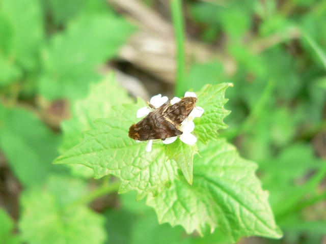 Panemeria tenebrata - apró sárgabagoly