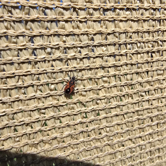 Melanocoryphus tristrami