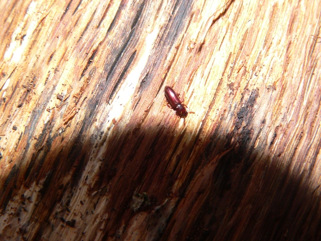 Corticeus unicolor - egyszínű kéregbújó