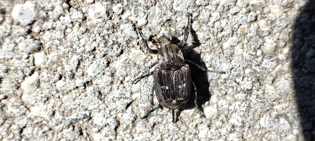 Valgus hemipterus - suta virágbogár