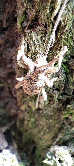 Rhagium sycophanta - tölgyes-tövisescincér