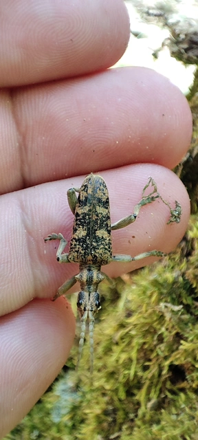 Rhagium sycophanta - tölgyes-tövisescincér