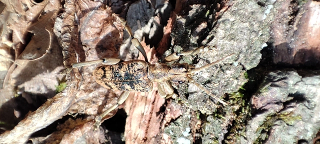 Rhagium sycophanta - tölgyes-tövisescincér