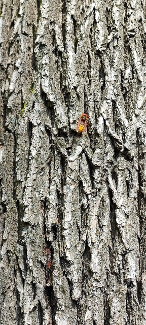 Vespa crabro - lódarázs