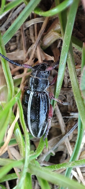 Dorcadion pedestre - kétsávos gyalogcincér Dorcadion pedestre - kétsávos gyalogcincér