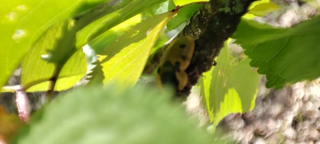 Dendroxena quadrimaculata - négypettyes dögbogár