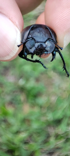 Lethrus apterus - nagyfejű csajkó