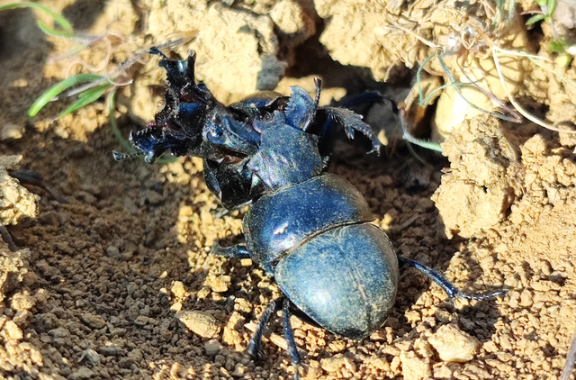 Lethrus apterus - nagyfejű csajkó