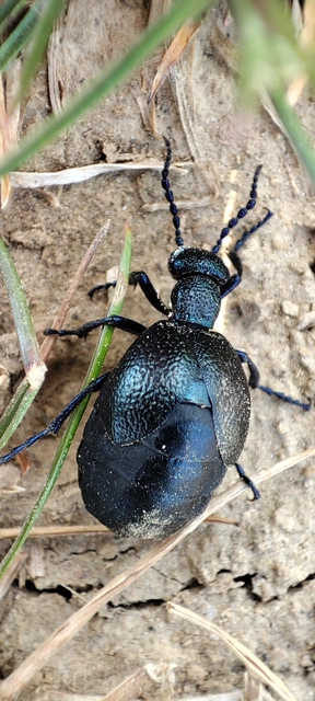 Meloe proscarabaeus - közönséges nünüke