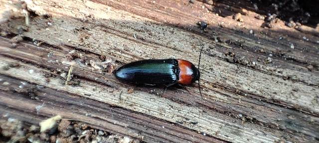 Cardiophorus ruficollis - kékfényű szívespattanó