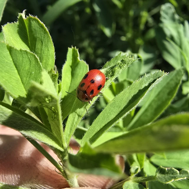 Gonioctena fornicata - közönséges lucernabogár