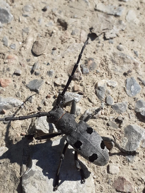 Morimus asper funereus - gyászcincér