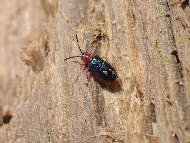 Oulema melanopus/duftschmidi
