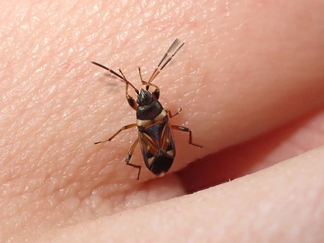 Raglius alboacuminatus - tarka díszesbodobács