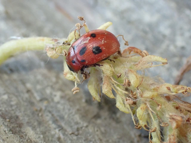 Gonioctena fornicata - közönséges lucernabogár
