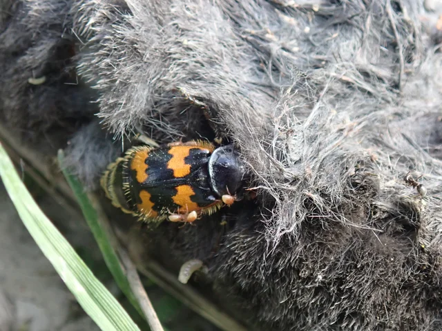 Nicrophorus