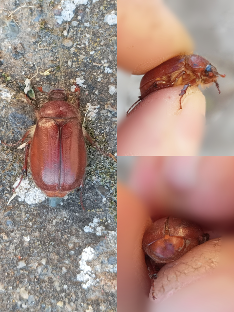 Holochelus aequinoctialis - tavaszeleji cserebogár