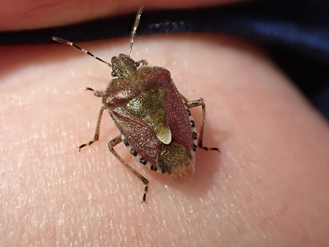 Dolycoris baccarum - közönséges bogyómászó-poloska Dolycoris baccarum - közönséges bogyómászó-poloska